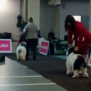 MELISA Z Agaponu FCI