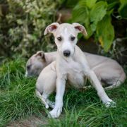 MELKOR Paka Czworaka