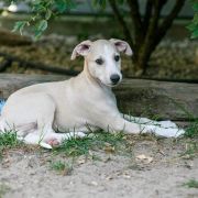 MELKOR Paka Czworaka