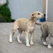 MELKOR Paka Czworaka