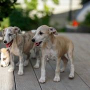 MELKOR Paka Czworaka