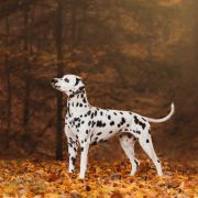 MELLILIA OF AFRICA Kontradomino