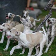 MELMAN Paka Czworaka