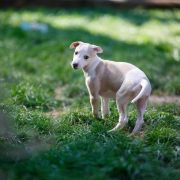 MELMAN Paka Czworaka