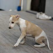 MELMAN Paka Czworaka