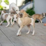 MELMAN Paka Czworaka