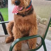 MELODY Fantastyczny Pies (FCI)