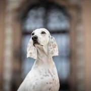 MELODY Nova Espera 2