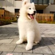 Melody Samssie AMAZING CANDY