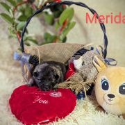 Merida Shaggy Fluff FCI