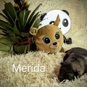 Merida Shaggy Fluff FCI