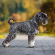 MERILYN Wise Lord Lija FCI 