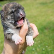 MIA Dworska Ostoja FCI