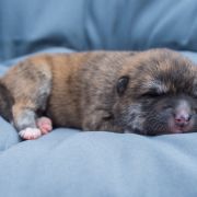 MIA Dworska Ostoja FCI