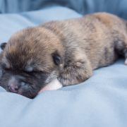 MIA Dworska Ostoja FCI