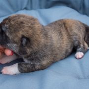 MIA Dworska Ostoja FCI