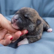 MIA Dworska Ostoja FCI