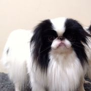 MIESZKO GROMADA GWIAZD