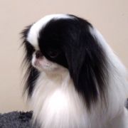 MIESZKO GROMADA GWIAZD 2