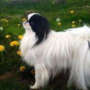 MIESZKO GROMADA GWIAZD 3