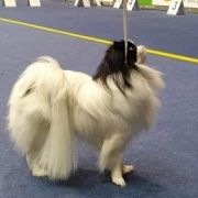 MIESZKO GROMADA GWIAZD 4