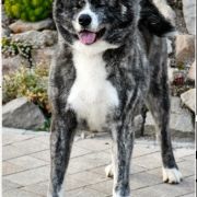 Mikumo Go Hinai Ougi 2