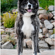 Mikumo Go Hinai Ougi 3