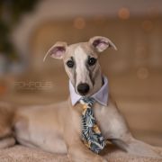 Mila Moja Frodo [imp. NOR]