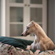 Mila Moja Frodo [imp. NOR]