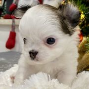 Milano Torino Tesori di Diamanti 