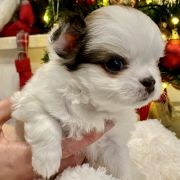 Milano Torino Tesori di Diamanti 