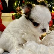 Milano Torino Tesori di Diamanti 