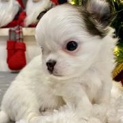 Milano Torino Tesori di Diamanti 