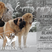 Z - „Zgrana Zgraja”