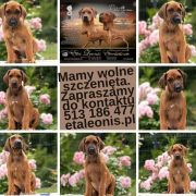 Miot „A”- Adventure 