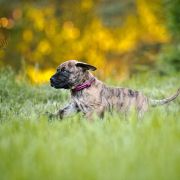 Miot C... Dolce Vendetta FCI 