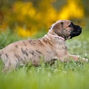 Miot C... Dolce Vendetta FCI 