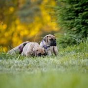 Miot C... Dolce Vendetta FCI 