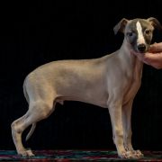 Miot ROCKING Litter Impuls i Splendor 4