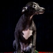 Miot ROCKING Litter Impuls i Splendor 5