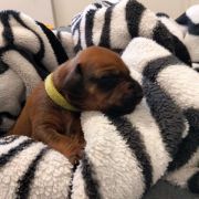 Miot „Serce Afryki” Rhodesian Ridgeback FCI 