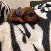 Miot „Serce Afryki” Rhodesian Ridgeback FCI 