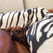 Miot „Serce Afryki” Rhodesian Ridgeback FCI 