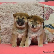 Miot Y.2 - Ambasadorowe Dzieci 