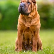 MISS DIOR GOLD KING FIRE 2