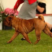 MISS DIOR GOLD KING FIRE 3