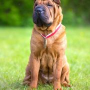 MISS DIOR GOLD KING FIRE 4