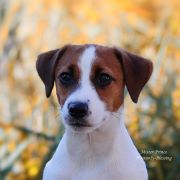 Mister Prince Heavenly-Blessing