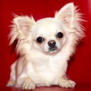 MISTIK SHAIN VICTORY IZ MINE