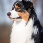 MITCHELL Star Snow Winner